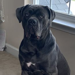 Ashe - Cane Corso