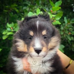 Summit - Black white and tan male Shetland Sheepdog puppy in Windsor, Colorado from Shirehill Shelties