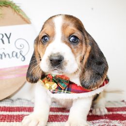 Mae - Black brown and white female Basset Hound puppy in Antlers, Oklahoma from Rocking H