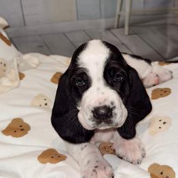 Sage - Black and white female Basset Hound puppy in Hodges, South Carolina from Blooming Basset