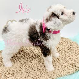 Iris - Blue merle female Bernedoodle puppy in Omaha, Nebraska from Whimsy Doodles
