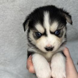 Pomsky All Grown Up from Full Moon Pomskies
