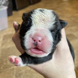 Bulldog Puppies from Brandi Muecke's English Bulldogs