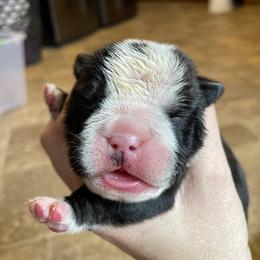 Bulldog Puppies from Brandi Muecke's English Bulldogs