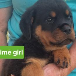 Girl 1 - Black and mahogany female Rottweiler puppy in De Witt, Iowa from Irish Eyes Kennels