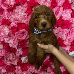 Blue collar - Red  male Goldendoodle puppy in Bakersfield, California from Cisneros Goldendoodles