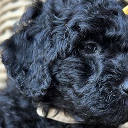 Girl 5 - Black Goldendoodle puppy in Blanchard, Oklahoma from I Dream of Doodles