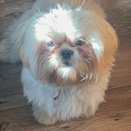 Teddy - Shih Tzu
