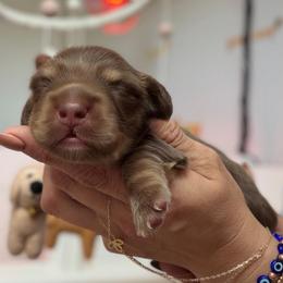 Oogie Boogie - Chocolate and cream male Dachshund puppy in Perris, California from THE DACH HOUSE ♡