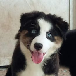 Miniature Australian Shepherd Puppies from Finndigo Mini Aussies