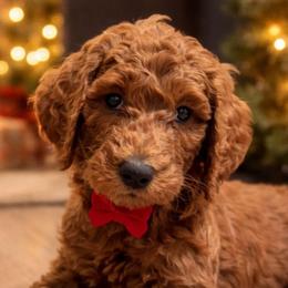Duchess Crystal Ember Rosa Red - Red  female Poodle puppy in Woodbridge, Virginia from Rosa Red Standard Poodles
