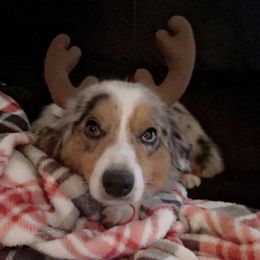 Aussiedoodles, Miniature Australian Shepherds, Poodles, and Toy Australian Shepherds from Sandy Creek Kennels