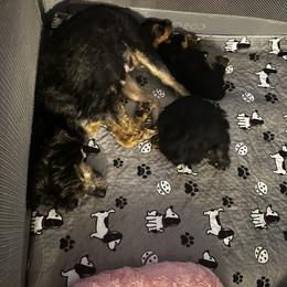 Aussiedoodles, Bernedoodles, Goldendoodles, and Poodles from Doodles & Danes