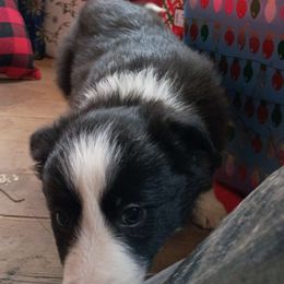 Fira (Patsy) - Black and white female Border Collie puppy in Dundy County, Nebraska from Stag Valley Homestead