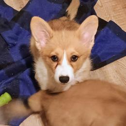Malta - Sable female Pembroke Welsh Corgi puppy in Ellensburg, Washington from Faery Mount Farm