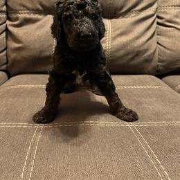 Boy 1 (Bear) - Tri-color Bernedoodle puppy in Church Hill, Tennessee from 423 Doodles
