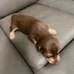 Indy - Chocolate and cream female Dachshund puppy in Longview, Texas from Gee Dogs- Dachshunds and Bernedoodles