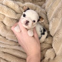 Little Cleopatra - Parti female Yorkshire Terrier puppy in Hope, Indiana from DJ Yorkies