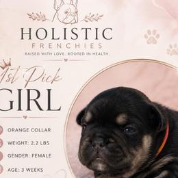 Girl 4 - Black and tan female French Bulldog puppy in Waldorf, Maryland from Holistic Frenchies