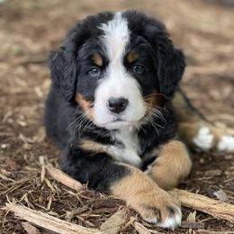 Male 2 - Black rust and white male Bernese Mountain Dog puppy in Flat Rock, Illinois from Corner Stone Bernese Mountain Dogs