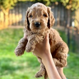 Sunny - Red  Goldendoodle puppy in Salem, Oregon from Capital Doodles