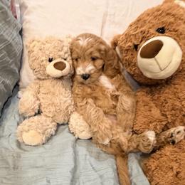 Girl 2 Maui - Red  female Goldendoodle puppy in Anthem/Phoenix, Arizona from Ironwood Doodles