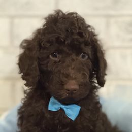 Boy 1 - male Poodle puppy in Snow Camp, North Carolina from Diamond D Poodles LLC