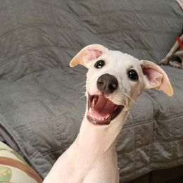 Whippets from Sanasha Whippets