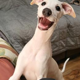 Whippets from Sanasha Whippets