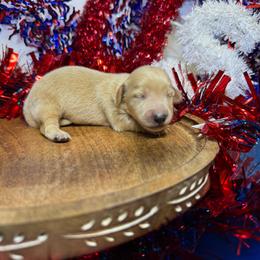 DRM2 cream or red - Cream male Dachshund puppy in Carthage, Texas from Rafter C Ranch Doxies