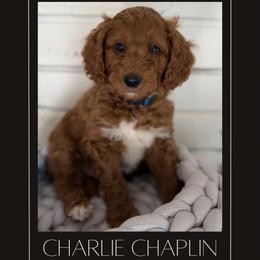 Charlie Chaplin - Red  male Goldendoodle puppy in San Jose, California from Red White and Doodle