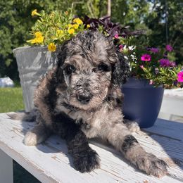 Miss Pink - Blue merle female Aussiedoodle puppy in Taylor, Missouri from Pawsitively Doodles