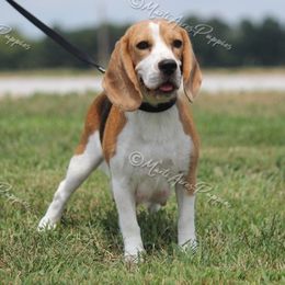 ViVi - Beagle