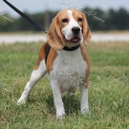 ViVi - Beagle