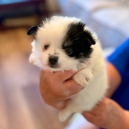 Queenie - Black parti female Pomeranian puppy in Gilmer, Texas from Fairchild Fancy Pomeranians and Coachella Pomeranians