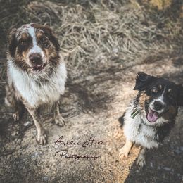 Australian Shepherd All Grown Up from K&A Farms