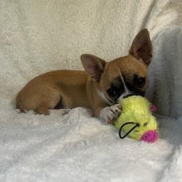 Nick (neutered) - Black sabled fawn male Chihuahua puppy in Seneca, Missouri from Stephanie’s Puppy Colony