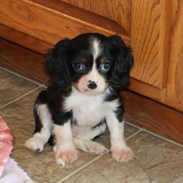 Boy 2 - male Cavalier King Charles Spaniel puppy in Pleasant City, Ohio from cywood's ohio cavaliers
