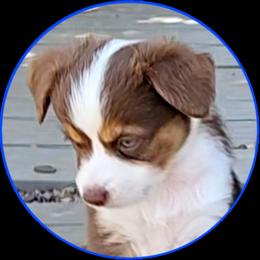 Ryan - Red tri male Toy Australian Shepherd puppy in Snowflake, Arizona from Halfpint Aussies