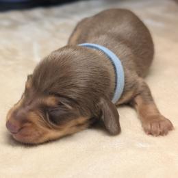Poseidon - Dapple male Dachshund puppy in Waddell, Arizona from The Bearded Companions