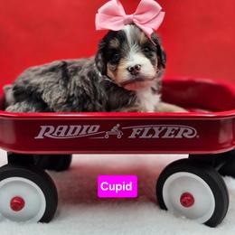 Cupid- Pink collar - Blue merle female Bernedoodle puppy in Summerville, South Carolina from Channys Doodles