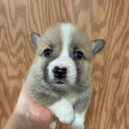 Boi - Red male Pembroke Welsh Corgi puppy in Delton, Michigan from CorGizmo