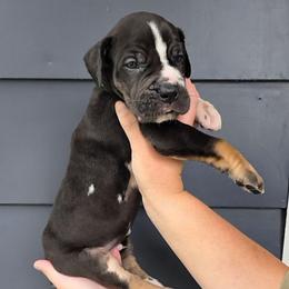 PRINCE Blanketed harlequin tan point - Harlequin male Great Dane puppy in Port Clinton, Ohio from LakeSide Danes