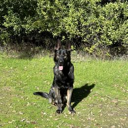 German Shepherd Puppies from Yosemite Shepherds