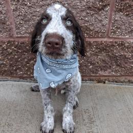 Boy 5 - Liver and white male German Wirehaired Pointer puppy in Potosi, Wisconsin from Point and Flush Gun Dogs