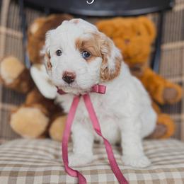 Yogi - Parti female Goldendoodle puppy in New Harmony, Indiana from Cottonwood Farms