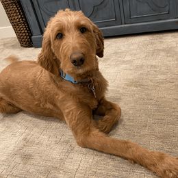 Gin - Goldendoodle
