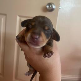 Chase Jr. - Chocolate and tan male Dachshund puppy in Yuba City, California from The Navarro Furbabies