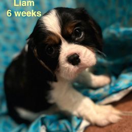 Earl Willington (Liam) - Tri-color male Cavalier King Charles Spaniel puppy in Broken Arrow, Oklahoma from Cavalier King Charles Heartland