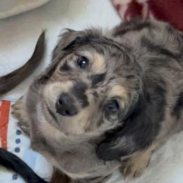 Dachshund Puppies from Birkin’ Paws